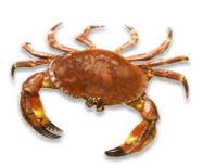 Crabs